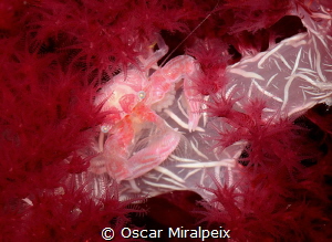 soft coral crab with eggs by Oscar Miralpeix 